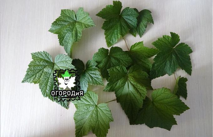Blackcurrant leaves from the tops
