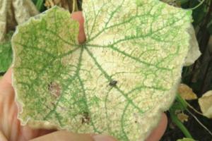 Turn yellow and dry leaves of cucumbers than effectively treated without the use of chemicals.