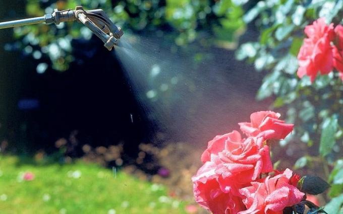 spraying roses