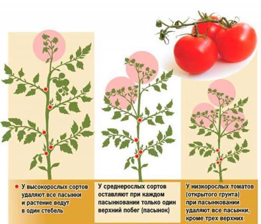 Pasynkovanie tomato has several schemes | Source photo my-fasenda.ru