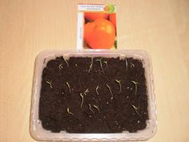 What to do immediately after the germination of tomatoes?