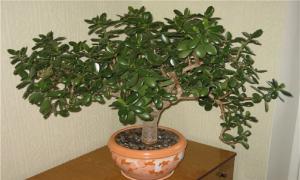 How to Grow a Thick Trunk Money Tree? Easy way and enjoy Plush plant