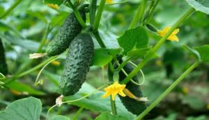 Bitter cucumbers: how is it and how to solve the problem?