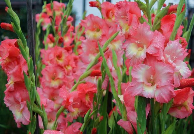 Gladiolus - one of the kings in the autumn ball in the garden. Photo: hozyain.by