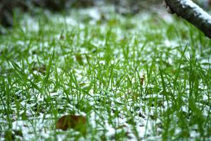 Perfect lawn for the whole season: what should be done in spring