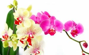 Caring for the orchid after flowering