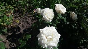 Secrets of rose cultivation