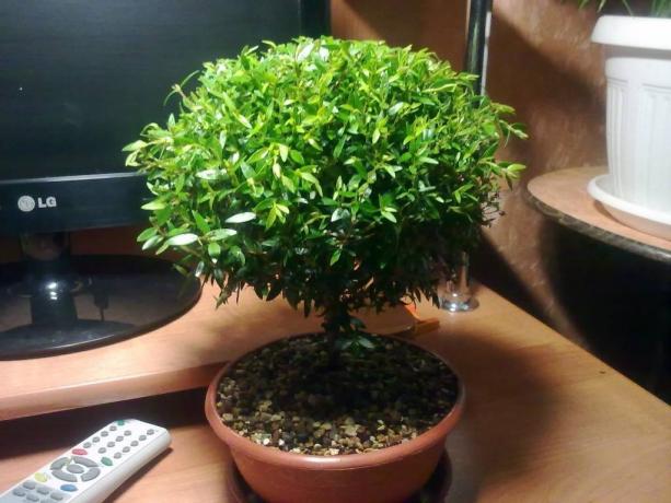 With good care myrtle grows charming little tree!