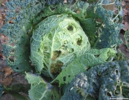 Saving cabbage from fleas