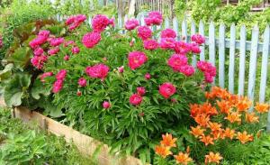 How to care for peony spring to summer bloomed nicely (+ useful fertilizing)