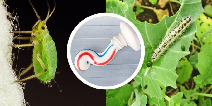 Toothpaste will relieve you of the cabbage white butterfly and aphids