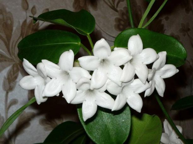 Although stephanotis - a rare visitor in our apartments, gifted growers had his reward muzhegona glory. Probably because of the similarity to the distant cousin-hoey, which in this respect has got more than anyone else. But where the vine grows, like a weed, bride flowers woven into her wedding hairstyle