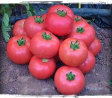 6 varieties of large and fleshy tomatoes