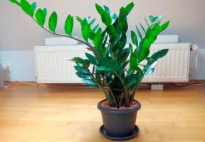 5 beautiful indoor plants, bringing the richness of signs