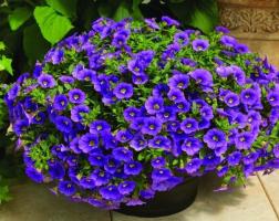Calibrachoa - the dream of all gardeners. How to plant and care.