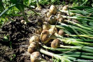 Old Russian method of cultivation of onions