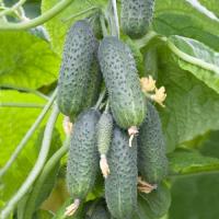 5 hybrids of cucumber series "Siberian"