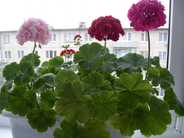 In the spring of geranium come alive in front of ...