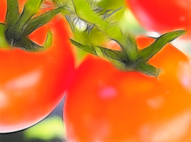 5 ways to speed up the ripening of tomatoes