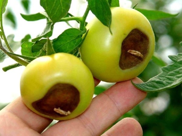 A classic example of the apical rot in tomatoes. Photos - liveinternet.ru
