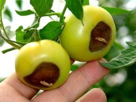 Blossom rot of tomatoes: Symptoms and Treatment