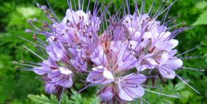 Which green manure sown in the spring?