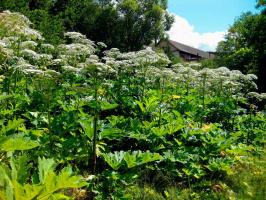 Hit: in Moscow fined for cow parsnip