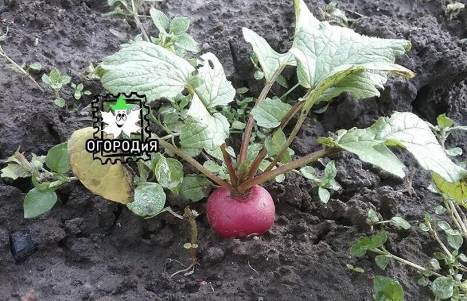 A forgotten radish on a bed, and she grew prettier, November, 2019
