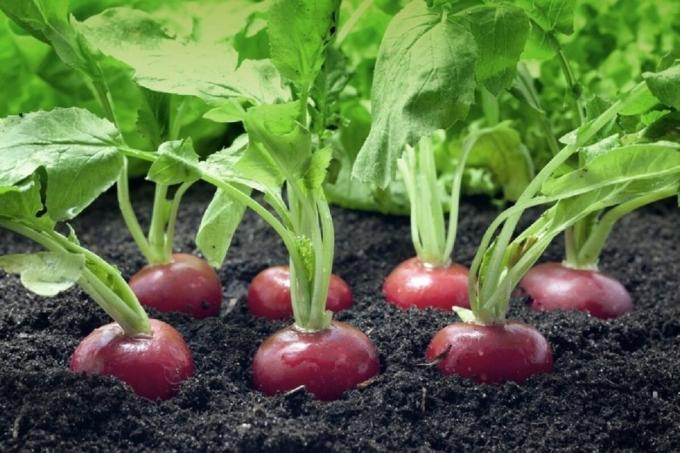 It seems that nature itself would like to sow radishes before winter. Photos for publication are taken from the Internet
