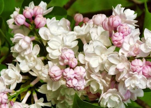 Legendary common lilac cultivar 'Beauty of Moscow' - the pride of the national selection! Photo: seattlehelpers.org