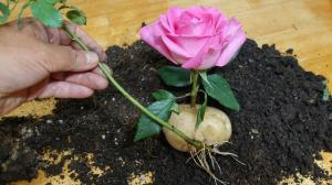 Mistress into Maid: of potatoes rose