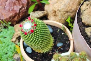 Prickly little thing: why it is necessary to have a cactus. My 25 years of experience