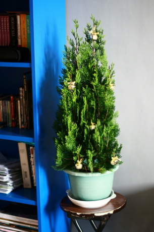Any coniferous plant is suitable as a New Year tree