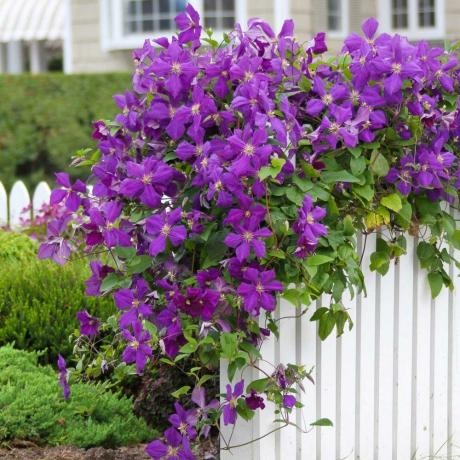 Bright beauty of clematis 