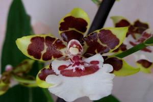 Cumbria - orchids for beginners. Features of cultivation