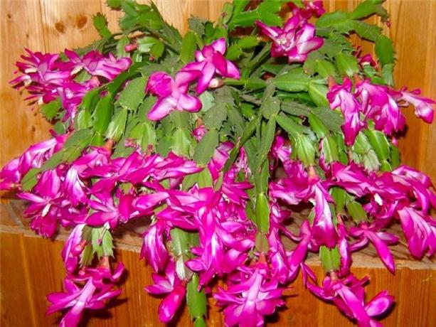 Flowering pink Decembrist. Photo for the article are taken from the internet