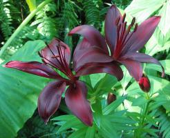 Transplant beautiful lilies in the nuances. Why should we worry and when to pitch in onions