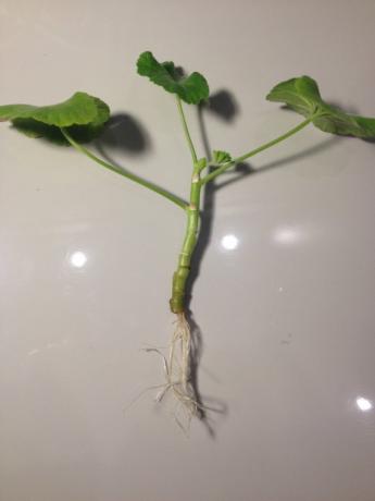 Geranium stalks with roots (photo-Internet)