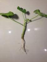 How to quickly and easily any root stalk