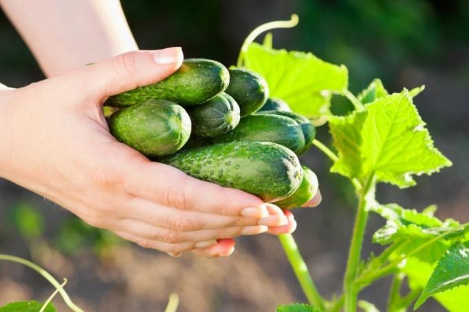 Ways to get an abundant harvest of cucumbers, based on the needs of the natural vegetable crops (