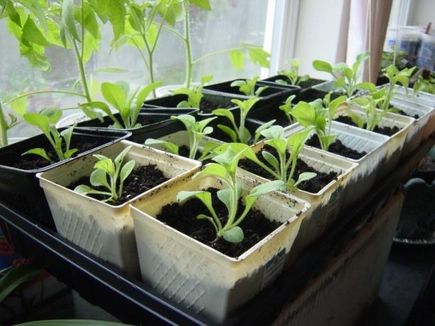 Seedlings on the window