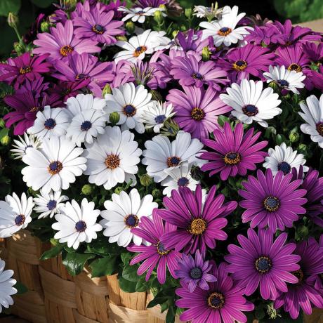 And in Osteospermum I like noticeable midway! A photo: http://poradumo.com.ua