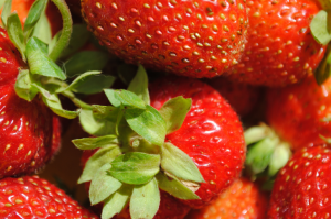 How to plant and propagate strawberries with agrovoloknom in the garden. Advantages and disadvantages