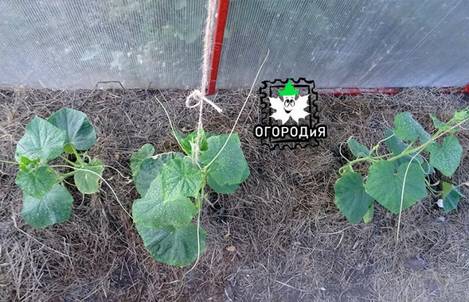 Cucumbers second wave. They are, according to the small leaves, weaker than the first wave, will fertilize.