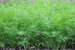 The original method for growing juicy dill without an umbrella