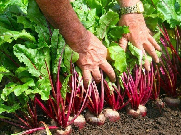 By the fall you can remove the beet harvest