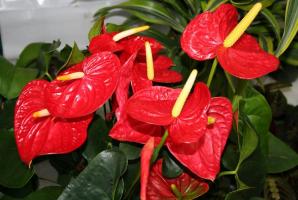 Want gorgeous bloom Anthurium? Some important tips to help you in this