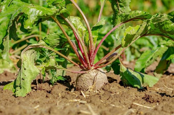 About ready for harvesting root crops say its appearance