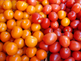 6-yielding varieties of tomatoes for greenhouses