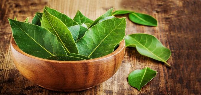 What do we know about the bay leaf?